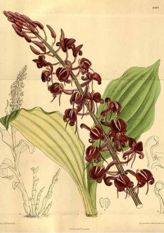 Reproducción/Reproduction 36057823205: Curtis's botanical magazine.. London ; New York [etc.] :Academic Press [etc.]