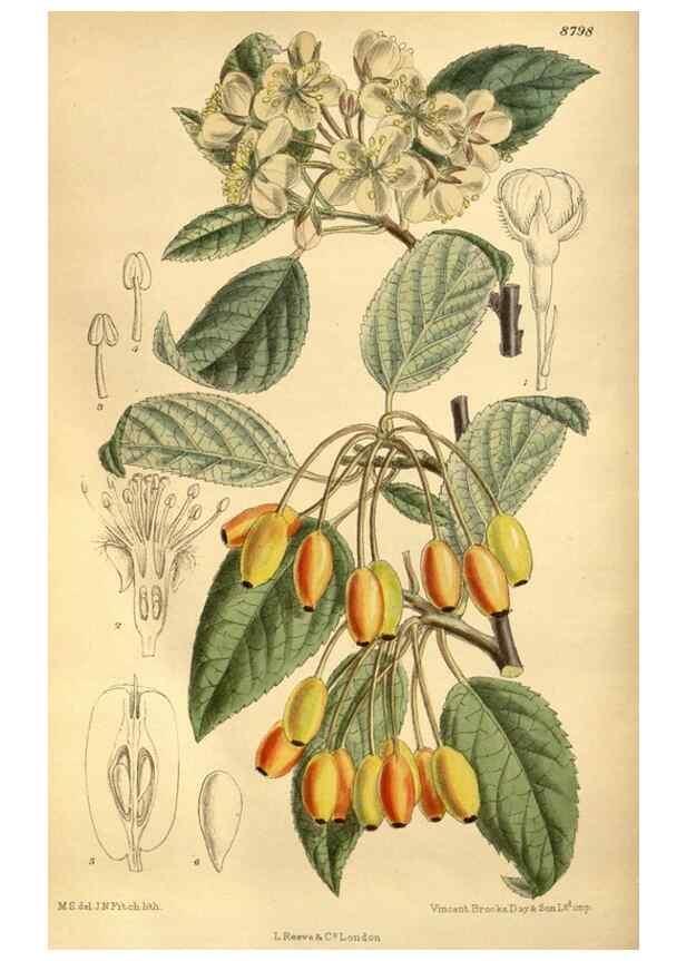 Reproducción/Reproduction 36057824405: Curtis's botanical magazine.. London ; New York [etc.] :Academic Press [etc.]