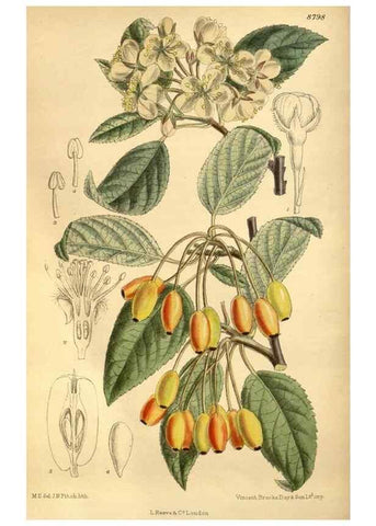Reproducción/Reproduction 36057824405: Curtis's botanical magazine.. London ; New York [etc.] :Academic Press [etc.]