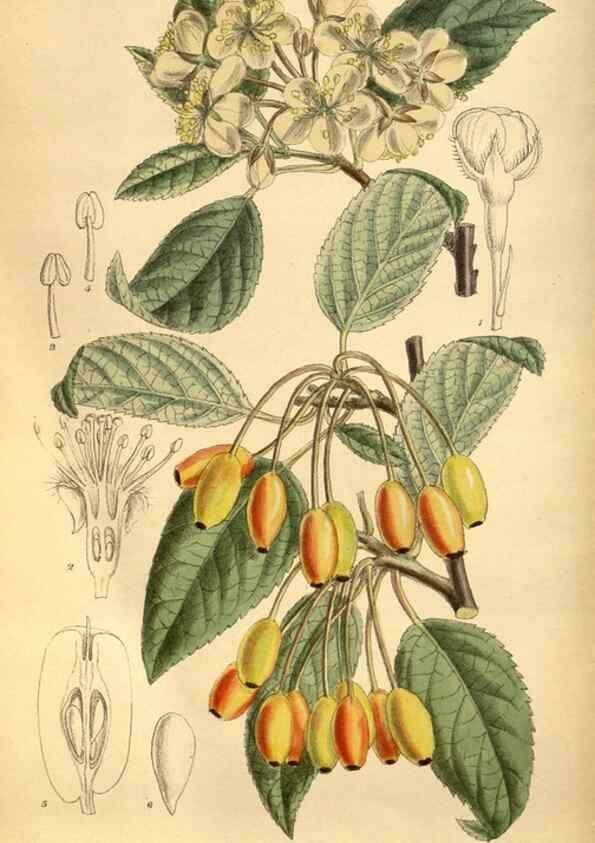 Reproducción/Reproduction 36057824405: Curtis's botanical magazine.. London ; New York [etc.] :Academic Press [etc.]