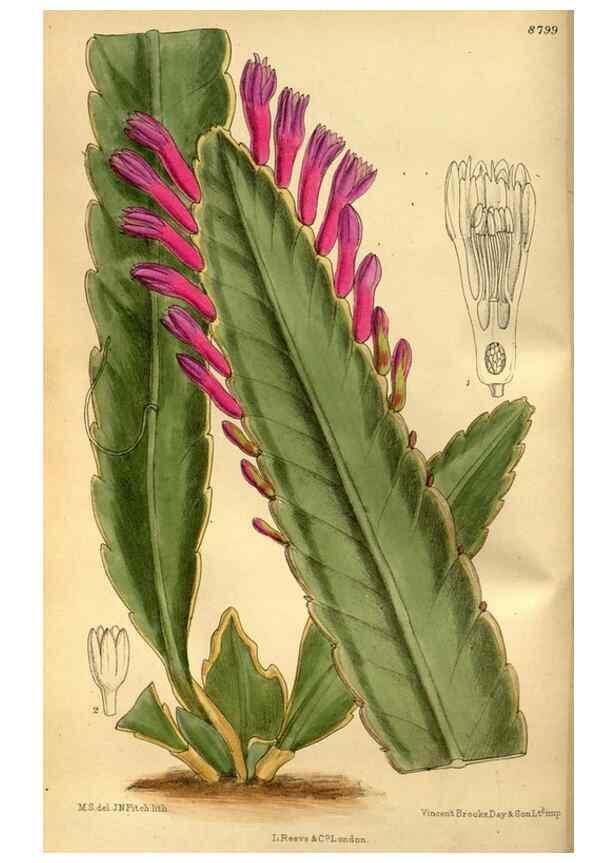 Reproducción/Reproduction 35886544272: Curtis's botanical magazine.. London ; New York [etc.] :Academic Press [etc.]