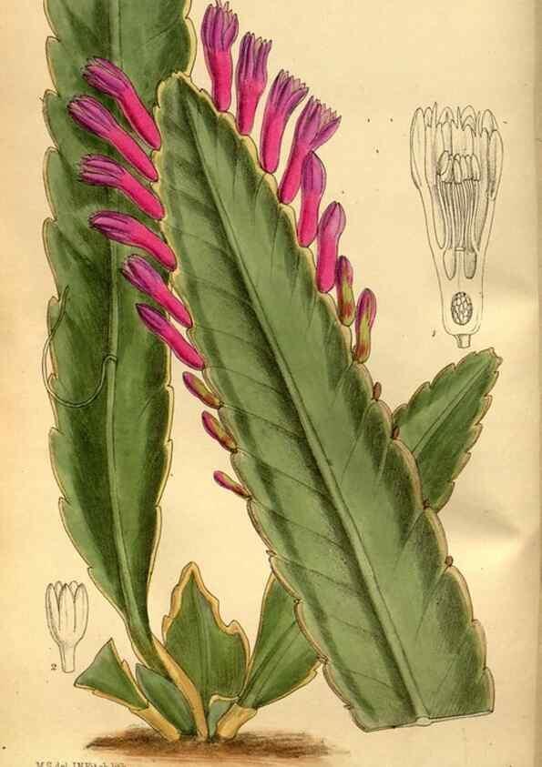 Reproducción/Reproduction 35886544272: Curtis's botanical magazine.. London ; New York [etc.] :Academic Press [etc.]