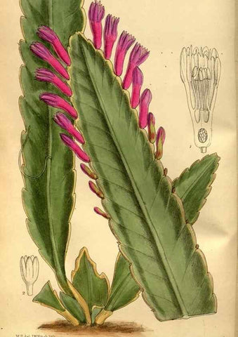 Reproducción/Reproduction 35886544272: Curtis's botanical magazine.. London ; New York [etc.] :Academic Press [etc.]