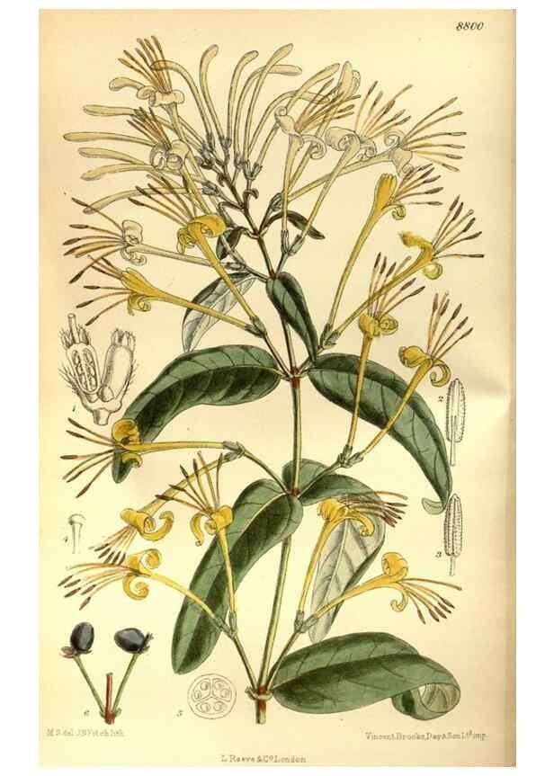 Reproducción/Reproduction 35886546972: Curtis's botanical magazine.. London ; New York [etc.] :Academic Press [etc.]