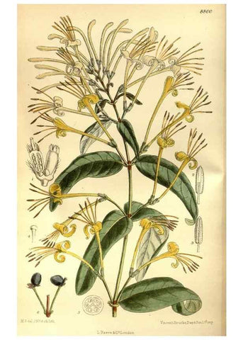 Reproducción/Reproduction 35886546972: Curtis's botanical magazine.. London ; New York [etc.] :Academic Press [etc.]