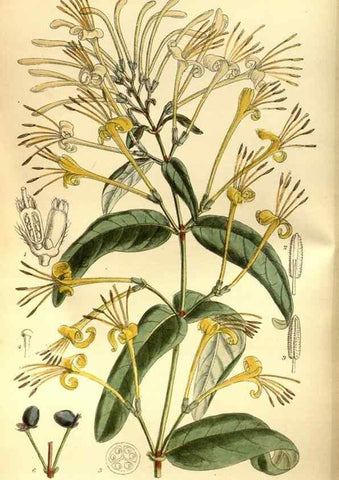 Reproducción/Reproduction 35886546972: Curtis's botanical magazine.. London ; New York [etc.] :Academic Press [etc.]