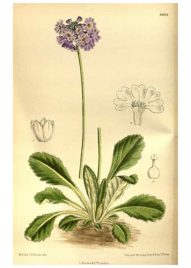 Reproducción/Reproduction 35886549042: Curtis's botanical magazine.. London ; New York [etc.] :Academic Press [etc.]