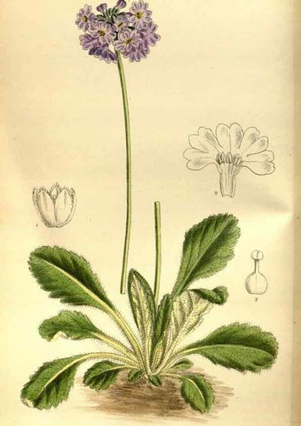 Reproducción/Reproduction 35886549042: Curtis's botanical magazine.. London ; New York [etc.] :Academic Press [etc.]