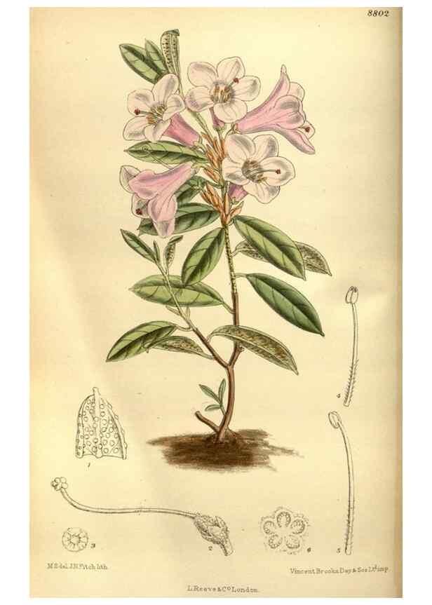 Reproducción/Reproduction 35886551172: Curtis's botanical magazine.. London ; New York [etc.] :Academic Press [etc.]
