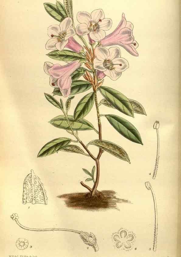 Reproducción/Reproduction 35886551172: Curtis's botanical magazine.. London ; New York [etc.] :Academic Press [etc.]