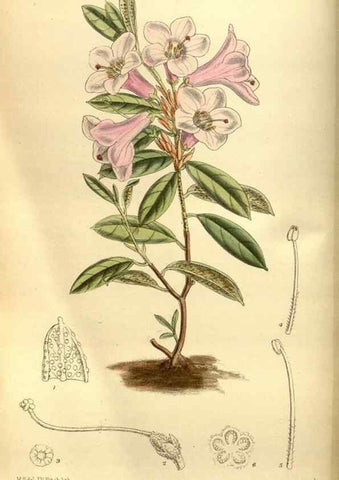 Reproducción/Reproduction 35886551172: Curtis's botanical magazine.. London ; New York [etc.] :Academic Press [etc.]