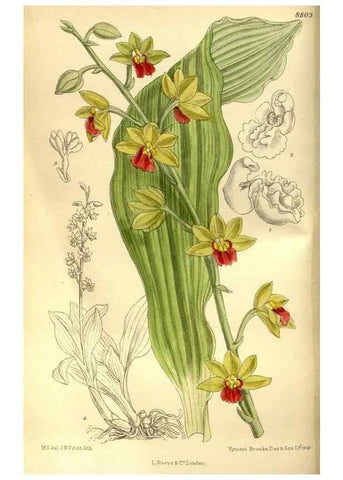 Reproducción/Reproduction 35886553092: Curtis's botanical magazine.. London ; New York [etc.] :Academic Press [etc.]