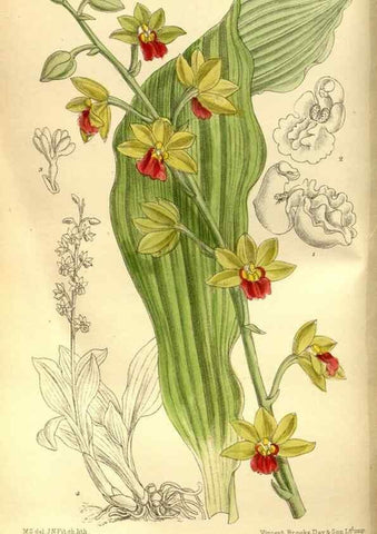 Reproducción/Reproduction 35886553092: Curtis's botanical magazine.. London ; New York [etc.] :Academic Press [etc.]