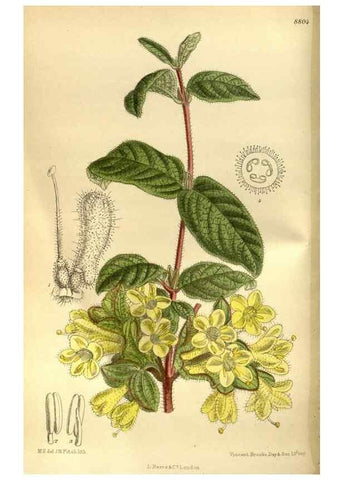 Reproducción/Reproduction 35886555412: Curtis's botanical magazine.. London ; New York [etc.] :Academic Press [etc.]
