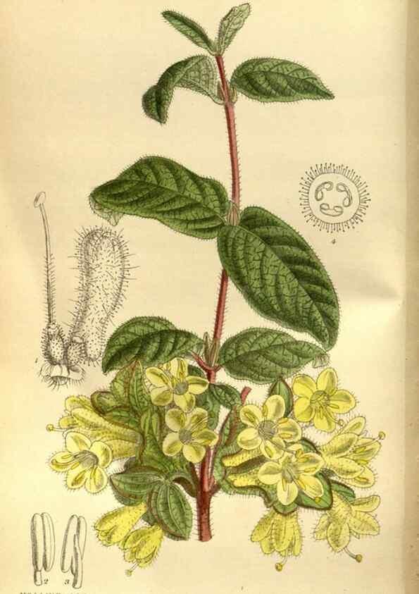 Reproducción/Reproduction 35886555412: Curtis's botanical magazine.. London ; New York [etc.] :Academic Press [etc.]