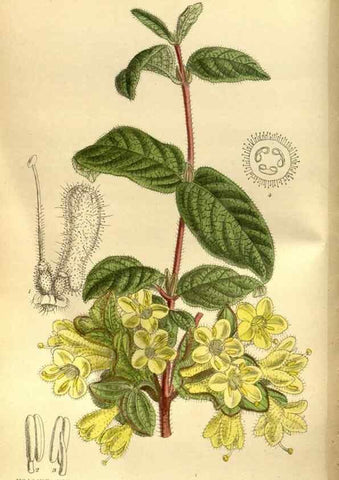 Reproducción/Reproduction 35886555412: Curtis's botanical magazine.. London ; New York [etc.] :Academic Press [etc.]