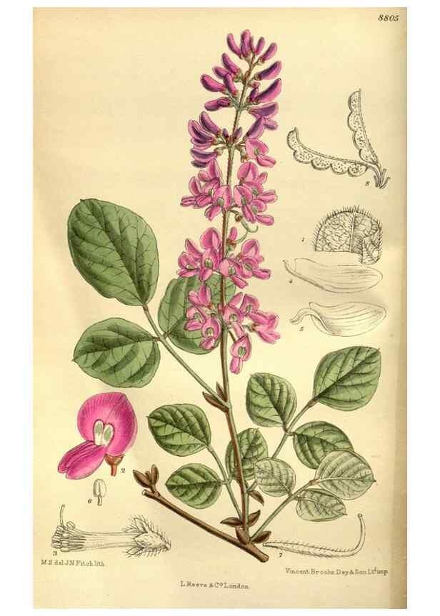 Reproducción/Reproduction 35886557562: Curtis's botanical magazine.. London ; New York [etc.] :Academic Press [etc.]