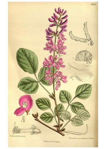 Reproducción/Reproduction 35886557562: Curtis's botanical magazine.. London ; New York [etc.] :Academic Press [etc.]