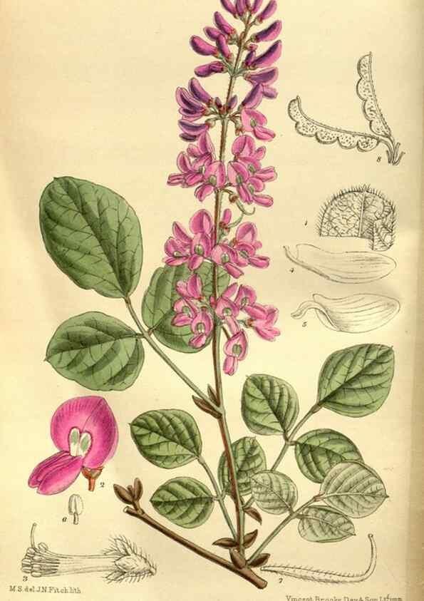 Reproducción/Reproduction 35886557562: Curtis's botanical magazine.. London ; New York [etc.] :Academic Press [etc.]