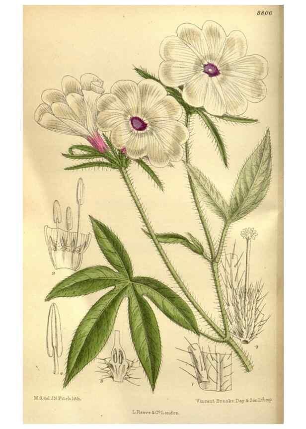 Reproducción/Reproduction 35668137660: Curtis's botanical magazine.. London ; New York [etc.] :Academic Press [etc.]