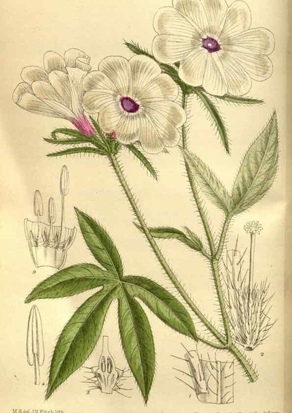 Reproducción/Reproduction 35668137660: Curtis's botanical magazine.. London ; New York [etc.] :Academic Press [etc.]