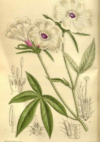Reproducción/Reproduction 35668137660: Curtis's botanical magazine.. London ; New York [etc.] :Academic Press [etc.]