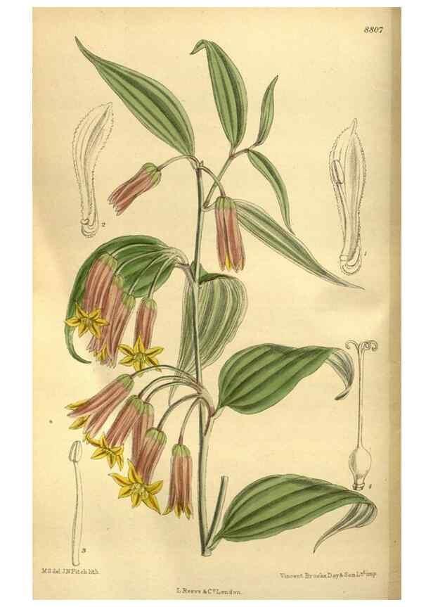 Reproducción/Reproduction 35668140180: Curtis's botanical magazine.. London ; New York [etc.] :Academic Press [etc.]