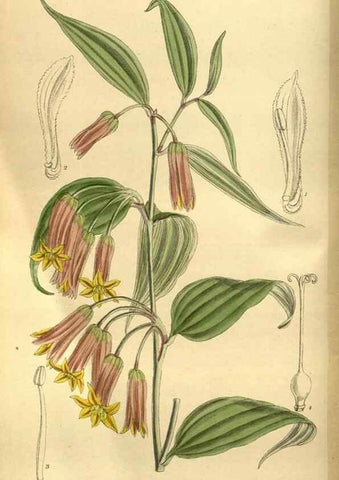Reproducción/Reproduction 35668140180: Curtis's botanical magazine.. London ; New York [etc.] :Academic Press [etc.]