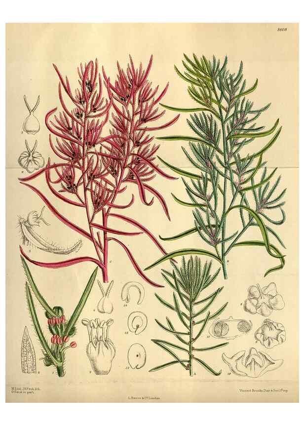 Reproducción/Reproduction 35668141910: Curtis's botanical magazine.. London ; New York [etc.] :Academic Press [etc.]
