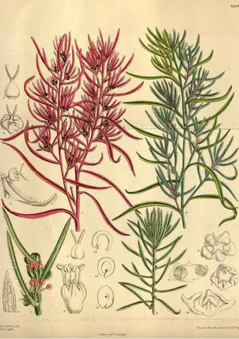 Reproducción/Reproduction 35668141910: Curtis's botanical magazine.. London ; New York [etc.] :Academic Press [etc.]