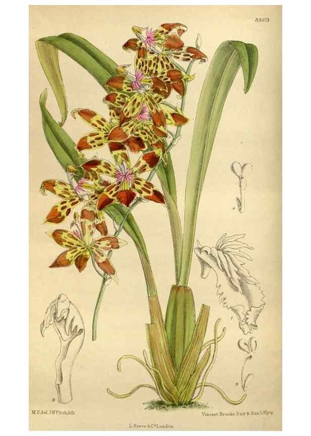 Reproducción/Reproduction 35249039623: Curtis's botanical magazine.. London ; New York [etc.] :Academic Press [etc.]
