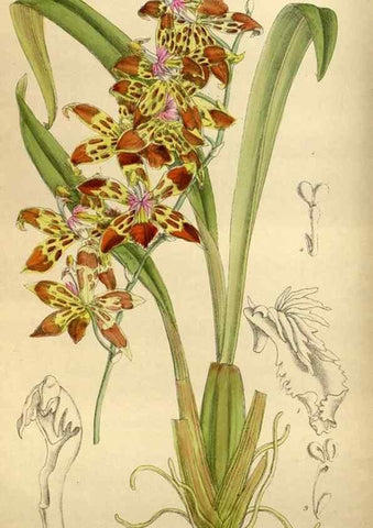 Reproducción/Reproduction 35249039623: Curtis's botanical magazine.. London ; New York [etc.] :Academic Press [etc.]