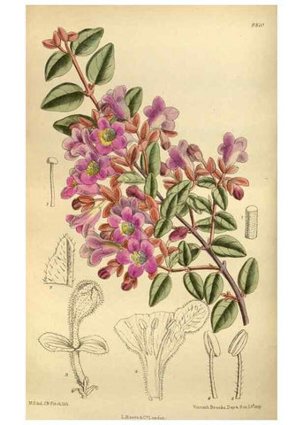 Reproducción/Reproduction 35249042943: Curtis's botanical magazine.. London ; New York [etc.] :Academic Press [etc.]
