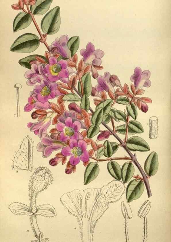 Reproducción/Reproduction 35249042943: Curtis's botanical magazine.. London ; New York [etc.] :Academic Press [etc.]