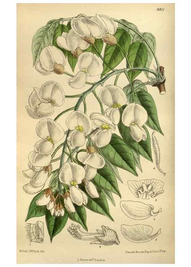Reproducción/Reproduction 35249046773: Curtis's botanical magazine.. London ; New York [etc.] :Academic Press [etc.]