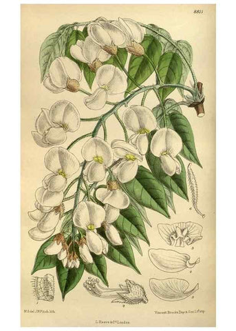 Reproducción/Reproduction 35249046773: Curtis's botanical magazine.. London ; New York [etc.] :Academic Press [etc.]