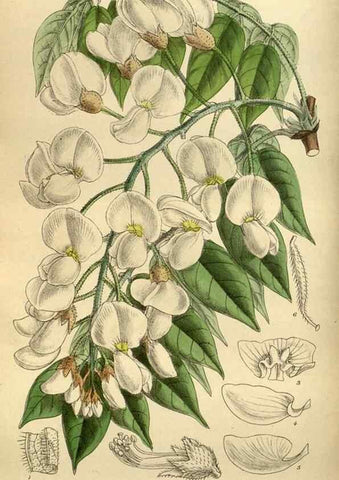 Reproducción/Reproduction 35249046773: Curtis's botanical magazine.. London ; New York [etc.] :Academic Press [etc.]