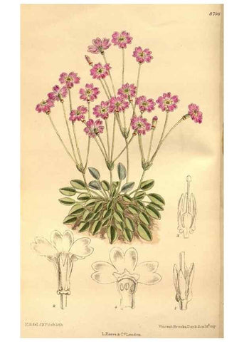 Reproducción/Reproduction 36016276476: Curtis's botanical magazine.. London ; New York [etc.] :Academic Press [etc.]
