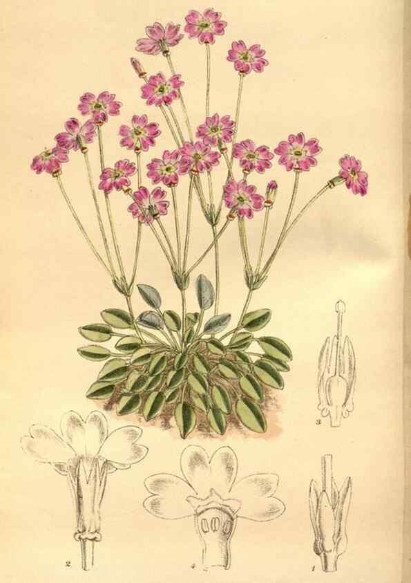 Reproducción/Reproduction 36016276476: Curtis's botanical magazine.. London ; New York [etc.] :Academic Press [etc.]