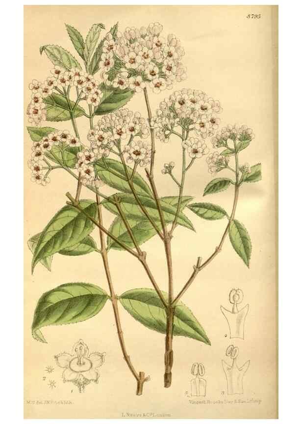 Reproducción/Reproduction 35668114240: Curtis's botanical magazine.. London ; New York [etc.] :Academic Press [etc.]