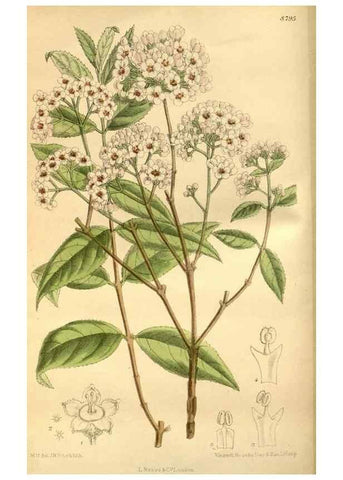 Reproducción/Reproduction 35668114240: Curtis's botanical magazine.. London ; New York [etc.] :Academic Press [etc.]