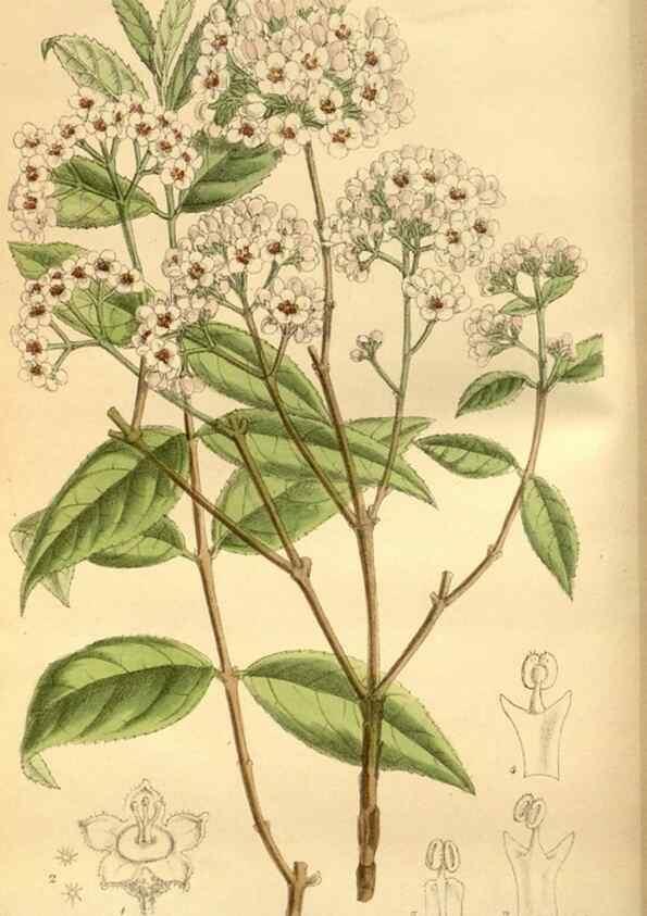 Reproducción/Reproduction 35668114240: Curtis's botanical magazine.. London ; New York [etc.] :Academic Press [etc.]