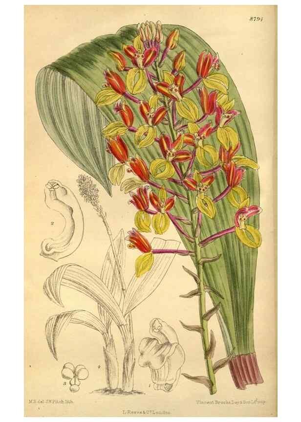 Reproducción/Reproduction 35668112430: Curtis's botanical magazine.. London ; New York [etc.] :Academic Press [etc.]