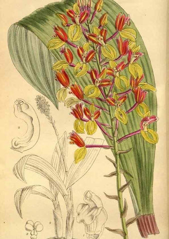 Reproducción/Reproduction 35668112430: Curtis's botanical magazine.. London ; New York [etc.] :Academic Press [etc.]