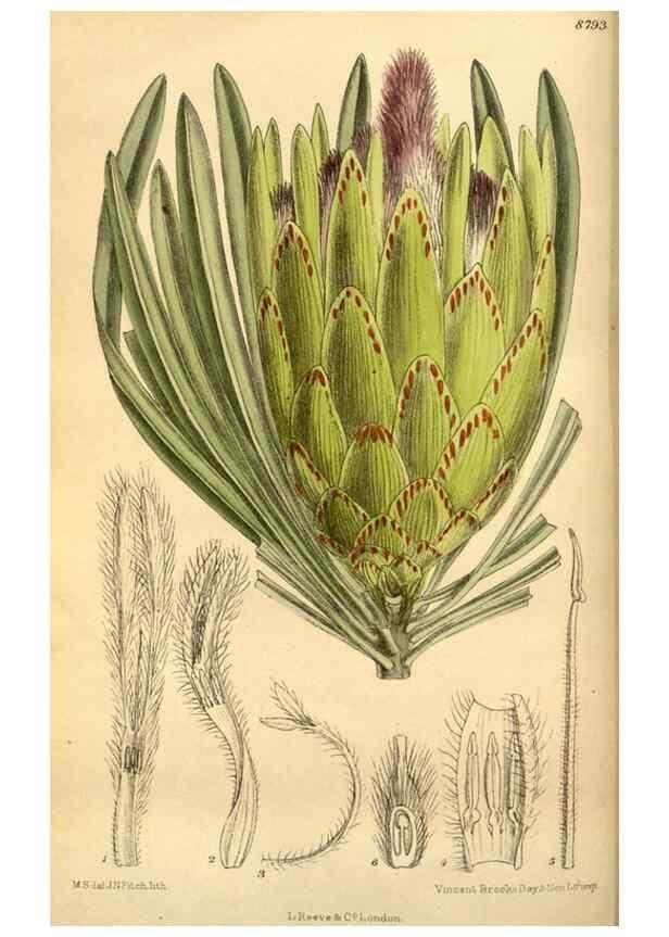Reproducción/Reproduction 35886531192: Curtis's botanical magazine.. London ; New York [etc.] :Academic Press [etc.]
