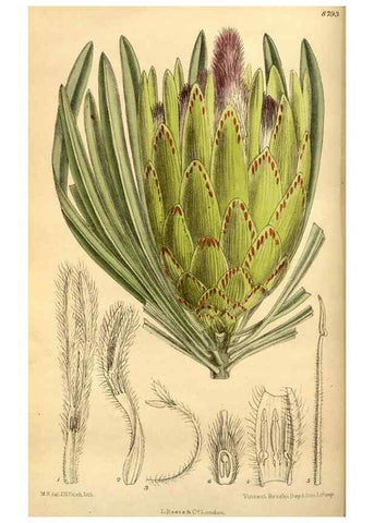 Reproducción/Reproduction 35886531192: Curtis's botanical magazine.. London ; New York [etc.] :Academic Press [etc.]