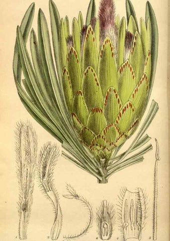 Reproducción/Reproduction 35886531192: Curtis's botanical magazine.. London ; New York [etc.] :Academic Press [etc.]