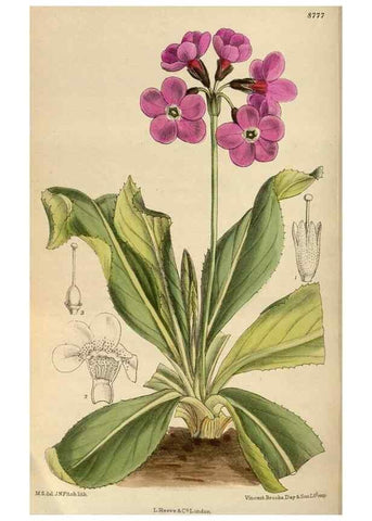 Reproducción/Reproduction 35886448012: Curtis's botanical magazine.. London ; New York [etc.] :Academic Press [etc.]