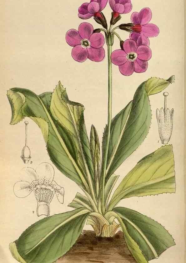 Reproducción/Reproduction 35886448012: Curtis's botanical magazine.. London ; New York [etc.] :Academic Press [etc.]