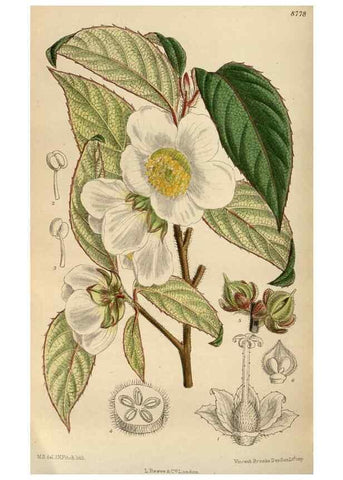 Reproducción/Reproduction 35924433581: Curtis's botanical magazine.. London ; New York [etc.] :Academic Press [etc.]